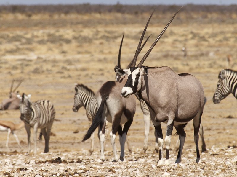 Etosha National Park, Zebra, Oryx